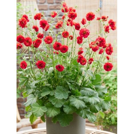 Benoîte 'Firestarter' Godet de 8/9 cm (1/2)