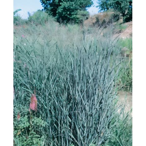 Gardenaria Panicum virgatum 'Heavy Metal' - Graminacea ornamentale da esterno - Altezza: 60 cm  (vaso 17)