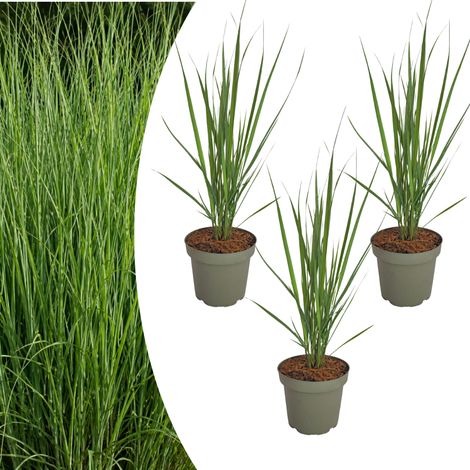 Graminée Ornementale Panicum virgatum 'Northwind' Port Érigé Lot de 3 Plantes Pot 12 cm - PANGIVO (1/5)