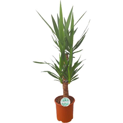 Yucca Plante Verte Décorative Intérieur et Extérieur - Pot Ø 21 cm - Hauteur 90 cm - PANGIVO (1/4)