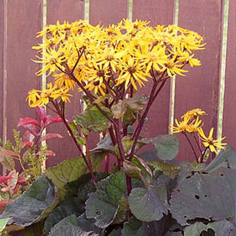 4 x Ligulaire  - Ligularia dentata 'Othello'  - godet 9x9 cm