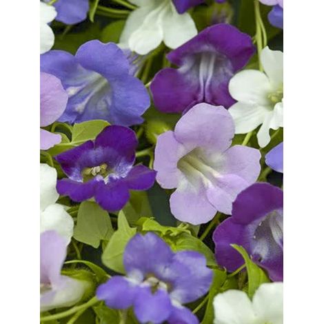 Asarine 'Jewel Mixed' le sachet de 20 graines (0,01g) (1/2)