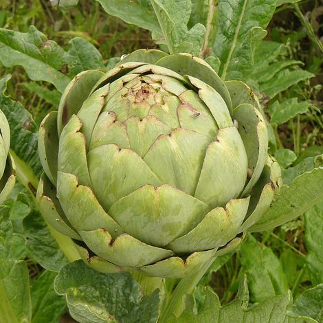Artichaut Gros Vert de Laon - Cynara scolymus Godet de 7/8 cm