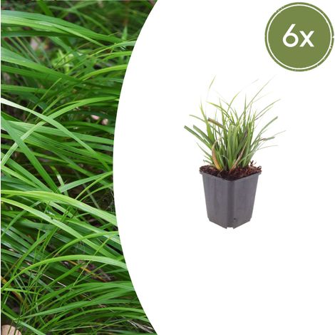 Lot de 6 Carex morrowii - Graminée Persistante Laîche du Japon - Hauteur 10-25 cm - Pot Ø 9 cm - PANGIVO (1/5)