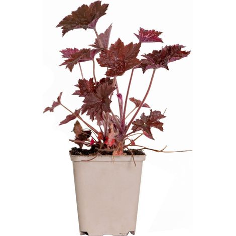 Bloomique - Heuchera Micrantha 'Palace Purple' – Heuchère – Plantes de jardin – Rustique – Sans danger pour les animaux – Hauteur 10-20 cm – Pot 9x9 cm