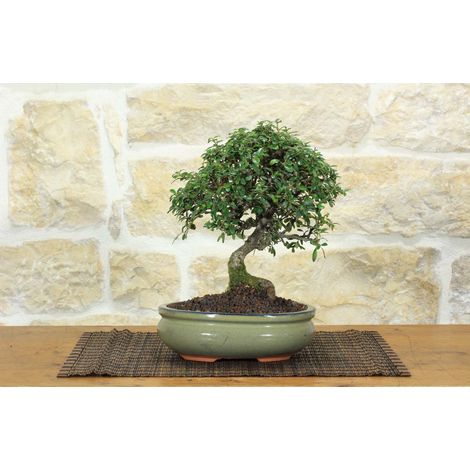 Bonsai di Cotoneaster Microphylla (104)