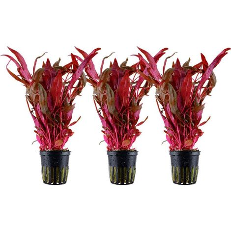 Aquarium Pflanze 3 Stück Alternanthera reineckii 'Pink' Wasserpflanze Nr.323 Set
