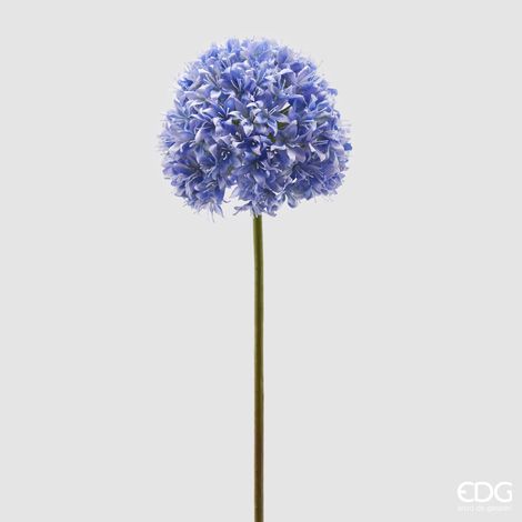 EDG Allium Ramo H.90 C4