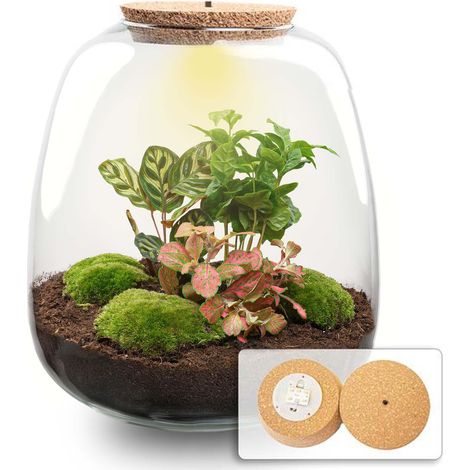 Kit DIY Terrarium de Plantes Écosystème Fermé avec Bouchon LED Ø 23 cm H 25 cm - PANGIVO