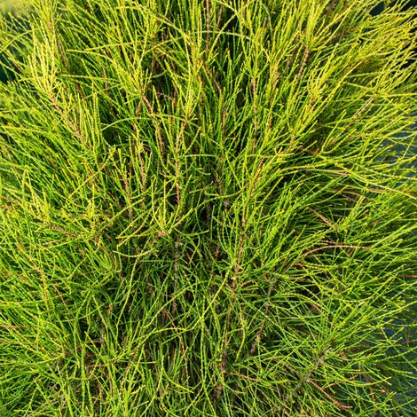 Thuya Whipcord - Thuja plicata Whipcord 30/35cm Pot 5L