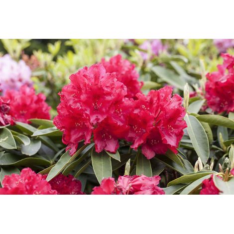 Rhododendron 'Lagerfeuer' Rhododendron Hybr.'Lagerfeuer' C 5 30- 40