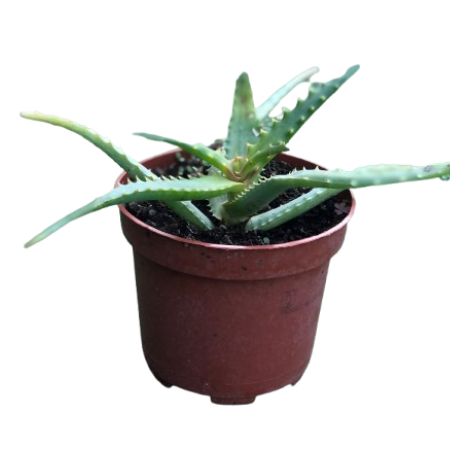 Aloe Arborescens