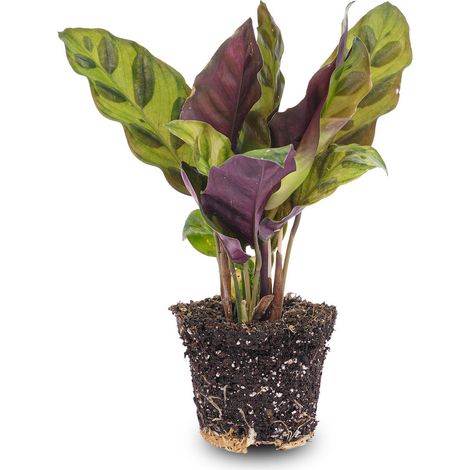 Calathea Lancifolia Plante Paon Décorative pour Intérieur et Terrarium Purificatrice Pot Ø 6 cm - PANGIVO (1/5)
