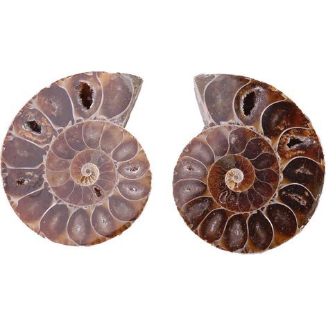 natürliche Ammonitenfossilien aus Madagaskar - Mineraliengehäuse für Sammler (4 cm) (1/5)