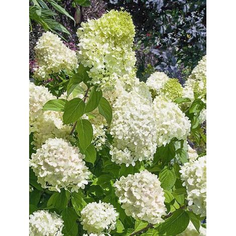 Hortensia paniculé 'White Light' Pot de 12 cm / 13 cm (1/2)