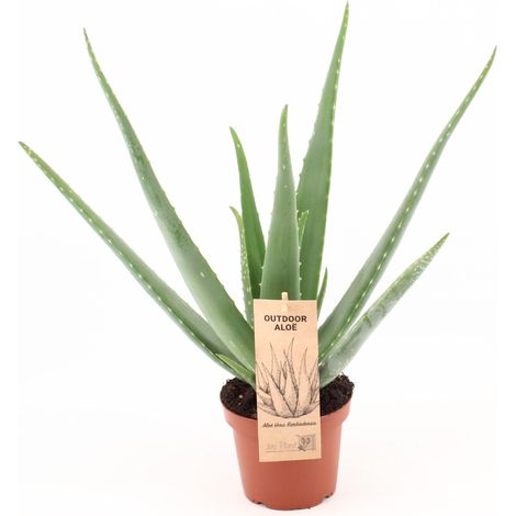 Aloe Vera Plante Succulente d'Intérieur Décorative et Facile d'Entretien Ø 14 cm H 45 cm - PANGIVO