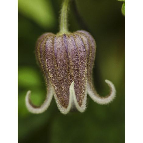Clématite fusca Pot de 2L/3L