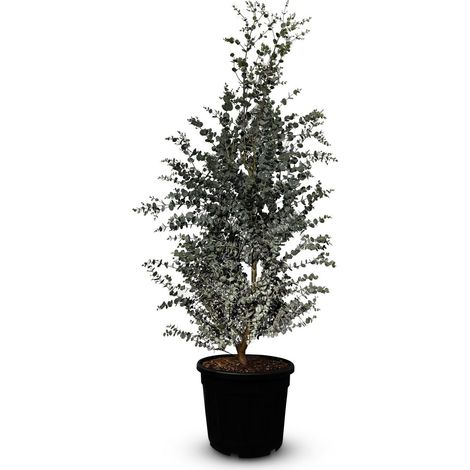 Eucalyptus - Plante Gunnii « Azura » - 140 cm - Résistant à (1/3)