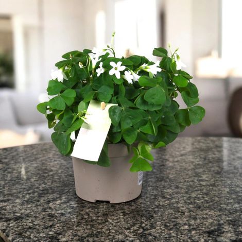 Gardenaria Oxalis triangularis papilionacea - Pianta da interno ornamentale - Altezza: 20 cm (vaso 12) (1/5)