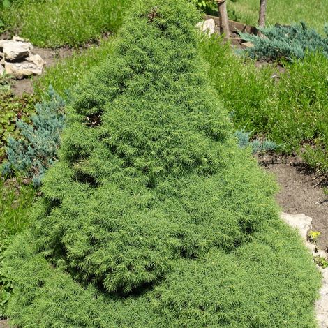 Épicéa blanc Conica - Picea glauca Conica 40/60cm (1/2)