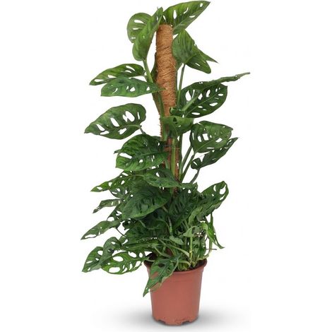 Monstera Adansonii Monkey Mask Plante d'Intérieur sur Tuteur Verte Hauteur 90 cm Pot Ø 19 cm - PANGIVO (1/5)