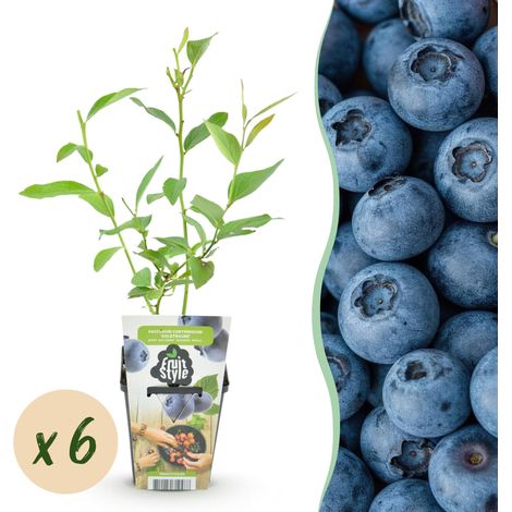 Lot de 6 Myrtilliers Vaccinium corymbosum Goldtraube Plantes Fruitières Rustiques Pot 9 cm - PANGIVO (1/5)