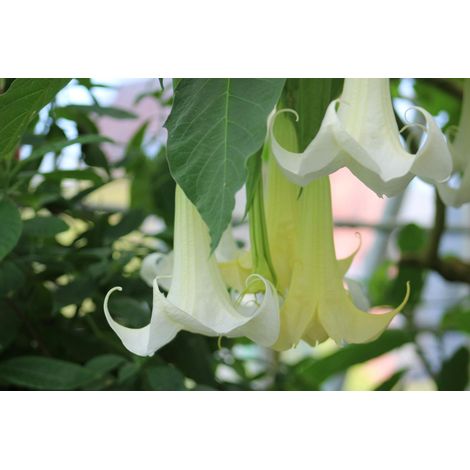 brugmansia (angels trumpet) 3 cuttings  single white