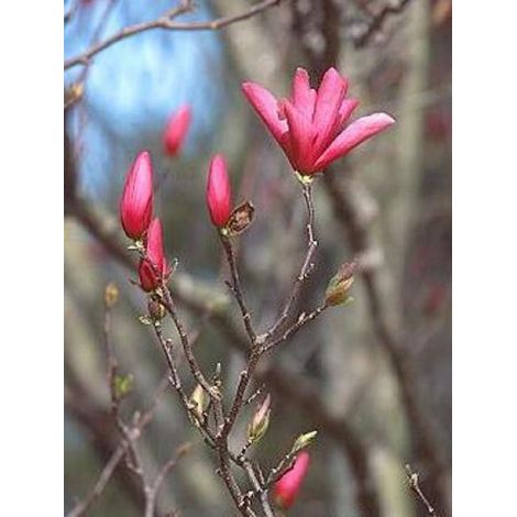 Magnolia 'Galaxy' Pot de 4L/5L (1/4)