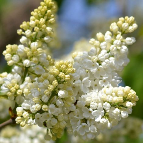 Lilas commun Madame Lemoine, Syringa/Pot de 20L - 100/125 (1/4)