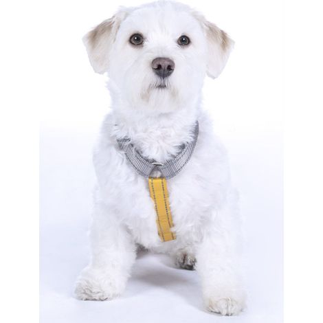 Pettorina in nylon modello Anam Cara Basic per cani: S, talpa/giallo oro 2941