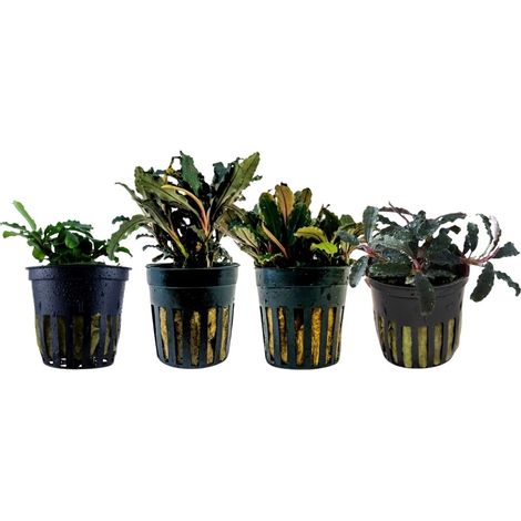 Pflanzen Set mit 4 Bucephalandra Aquariumpflanzen Set Nr.243