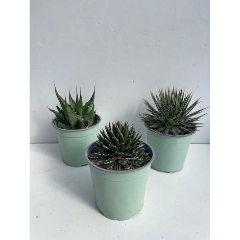 PIANTA DI AGAVE AMERICANA VARIETA' MIX  IN VASO 17 CM (foto reali)