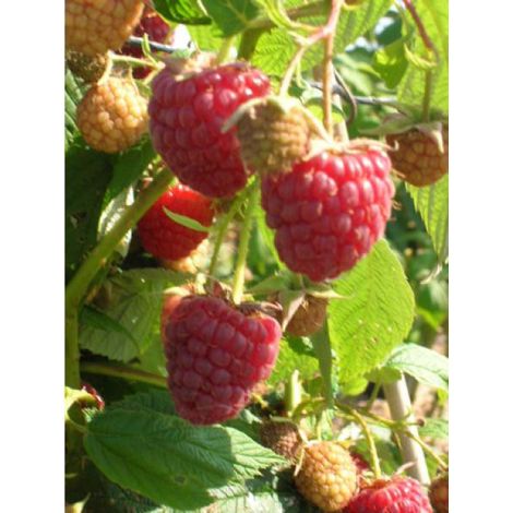 Framboisier 'Scepter' Pot de 1L/1,5L (1/2)
