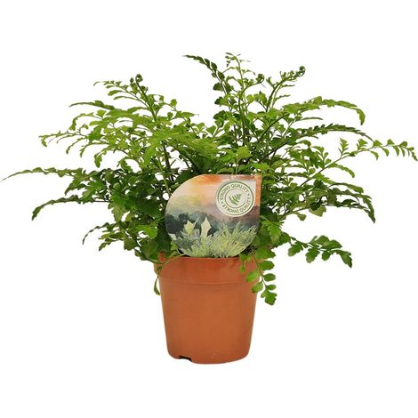 Asplenium Parvati - Plante d'intérieur Scolopendre - Fougère Ornementale - Ø12 cm - H35 cm - PANGIVO (1/5)