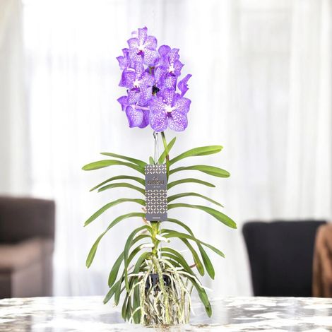 Gardenaria Vanda 'Light Blue' - Pianta da interno ornamentale - Altezza: 80 cm (vaso 15) (1/5)