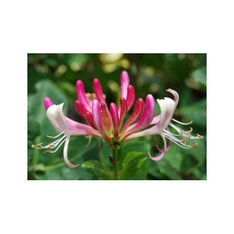 Planta de Madreselva Lonicera Etrusca. Trepadora de Flores Fragantes