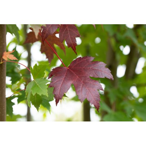 Oregon-Blutahorn 'Royal Red' Acer platanoides 'Royal Red' Sta C 10 Krone mehrj. Sth. 125-
