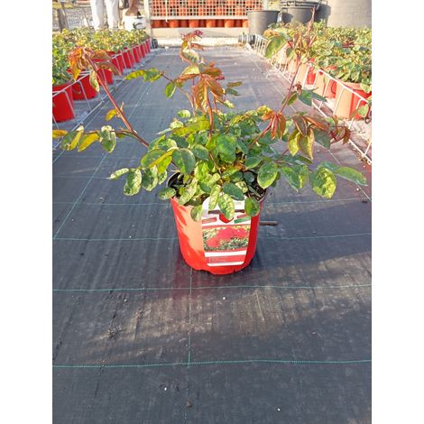 Rosa M. Cantatore Pot 18 cm Arbuste Buissonnant pour Plein Soleil (1/5)