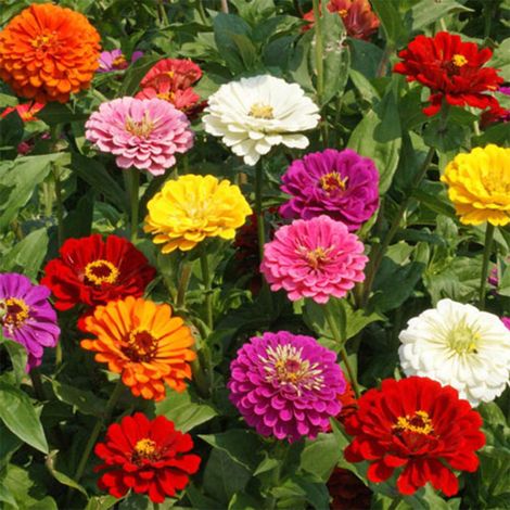 5000 graines de zinnia mélangées, graines de fleurs, attirent les insectes pollinisateurs, semables toute l'année. (1/5)