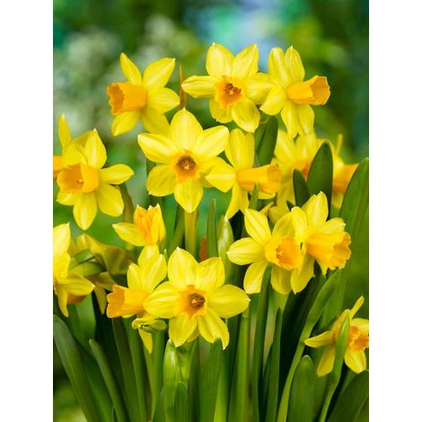 bulbi di NARCISI TETE A TETE  10/11