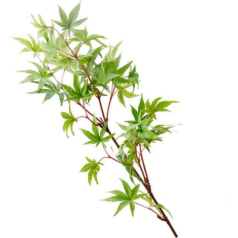 Künstlicher Ahornzweig [Modell G34] – Seidenblätter, Kunststoffzweige (83 cm, 34 Blätter, grün) für die Herbstdekoration (1/5)