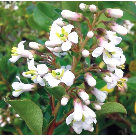 Planta de Escalonia Blanca. Escallonia Macrantha. Altura 30 - 50 Cm