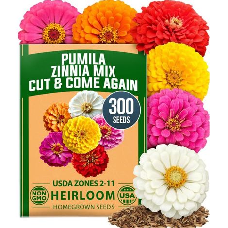600 graines de dahlias – Plantes florales colorées pour jardins et pots, faciles à cultiver, attractives pour abeilles et papillons (1/5)