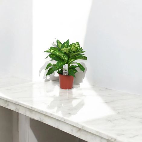 Gardenaria Dieffenbachia 'Compacta' - Pianta da interno ornamentale - Altezza: 50 cm (vaso 19) (1/5)