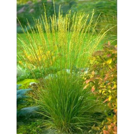 Molinie bleue 'Transparent' Godet de 8/9 cm
