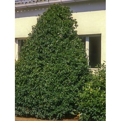 Laurier du Portugal 'Myrtifolia' Pot de 12L/15L, Demi-Tige (1/2)