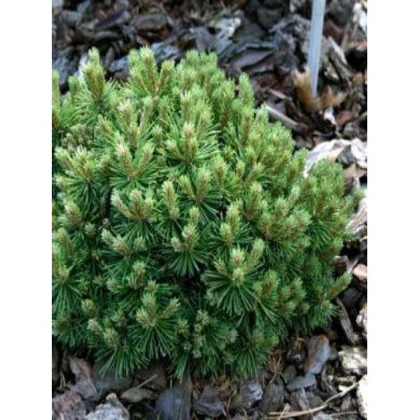 Pin de montagne 'Mops' Pot de 2L/3L (1/4)