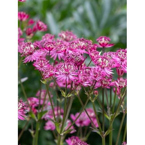Grande astrance 'Cerise Button' Pot de 2L/3L (1/2)