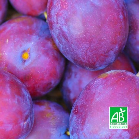 Prunier 'Monsieur Hatif' BIO (Prunus domestica 'Monsieur Hâtif') (1/3)