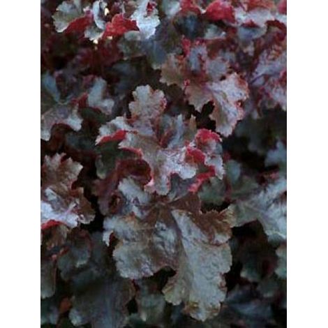 Heuchère 'Black Beauty' Godet de 8/9 cm (1/2)